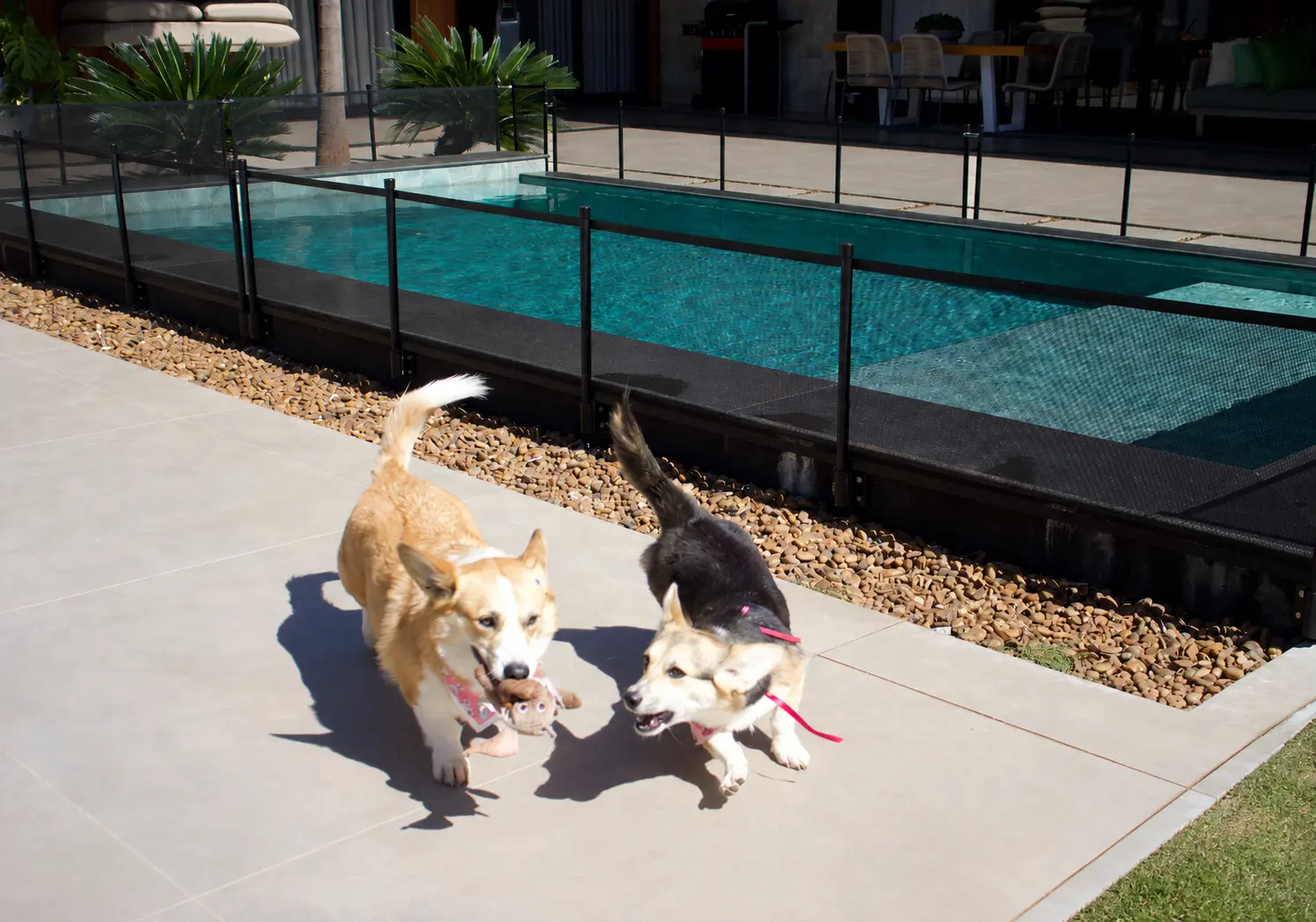 Dois cães em uma área externa com a piscina cercada ao fundo